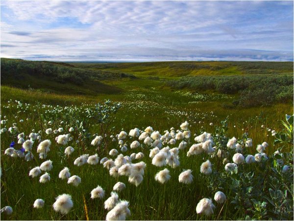 Териберка пушица