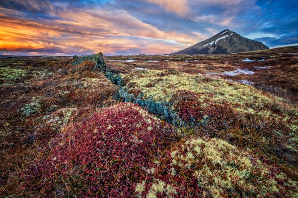 Мохово-лишайниковая тундра