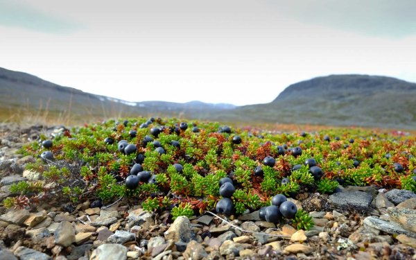 Ягель и ягоды в тундре