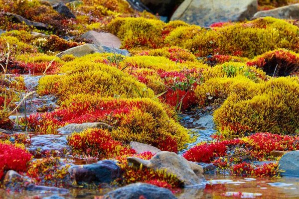 Арктические пустыни камнеломка