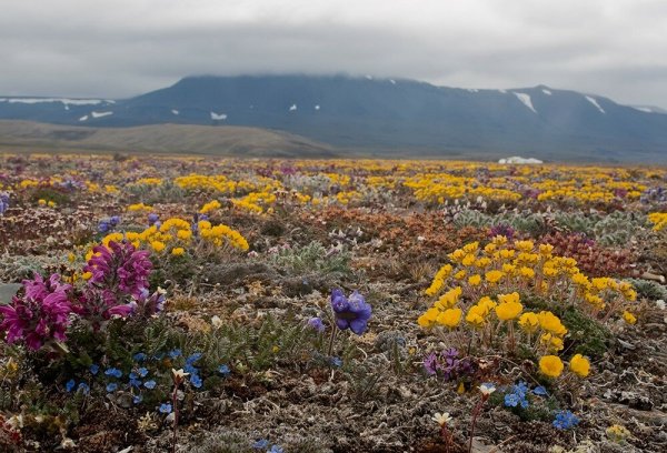 Заповедник «остров Врангеля» (Чукотка)