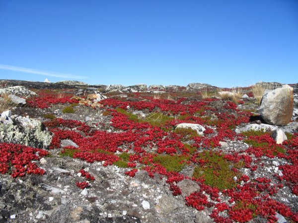 Весна в тундре