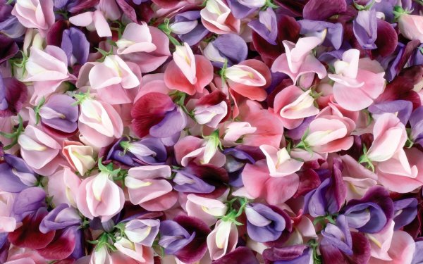 Сакура цветение растения