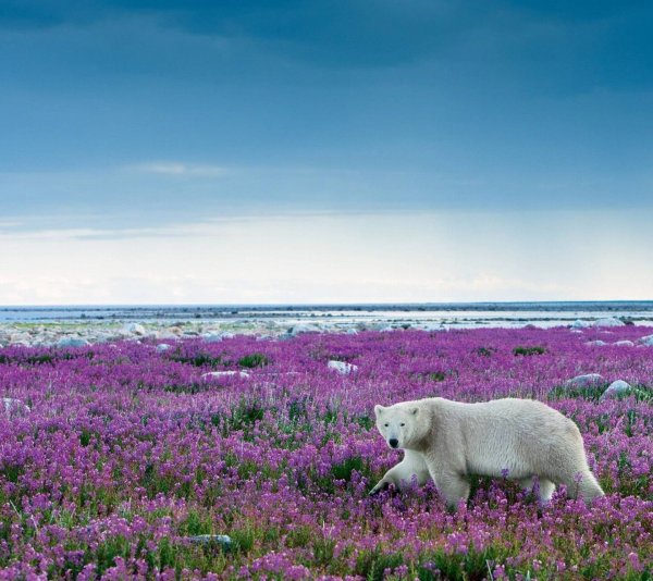 Чукотка тундра цветет