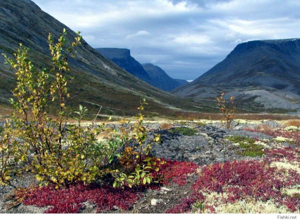 Плато Путорана Флора