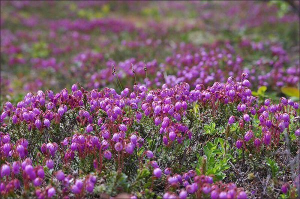 Водяника шикша цветение