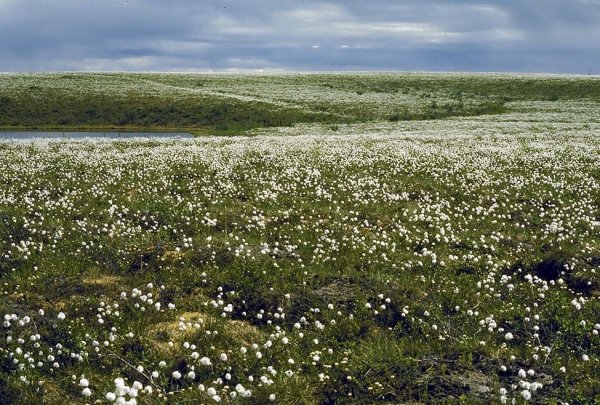 Тундра лесотундра степ