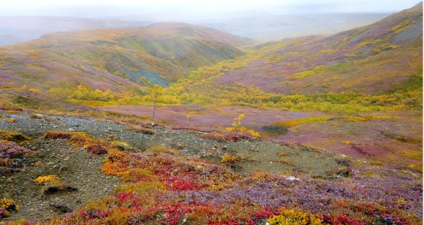 Большеземельская тундра