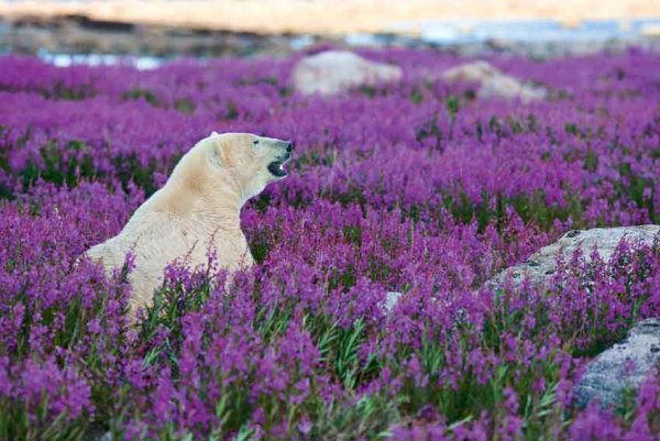 Цветущая Полярная тундра