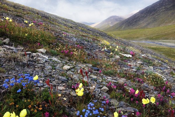Арктическая тундра на острове Врангеля