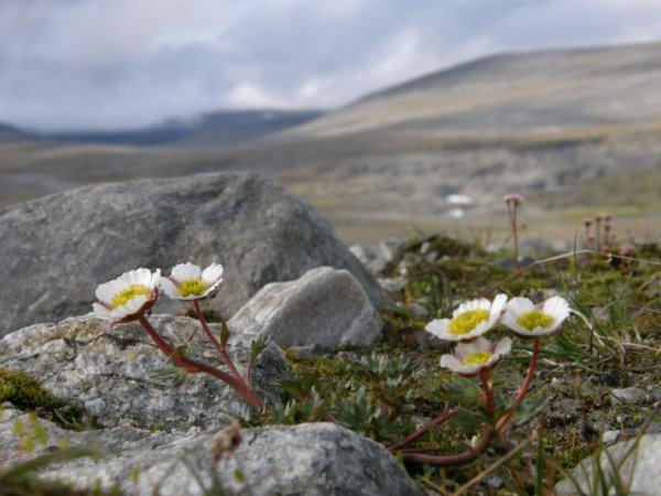 Камнеломка Заполярье