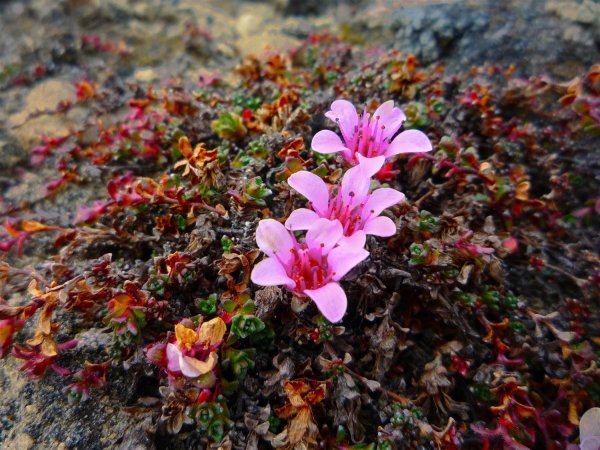 Камнеломка Болотная