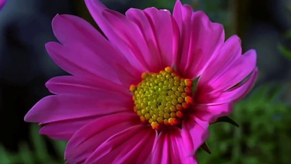 Пожелания выздоровления