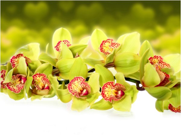 Деревья и цветы