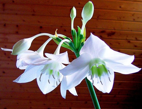 Эухарис амазонский