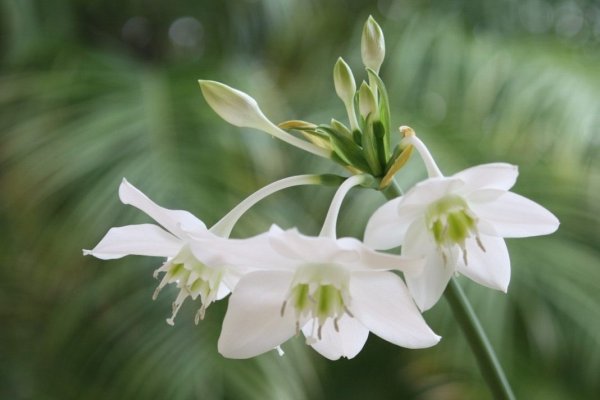 Эухарис grandiflora