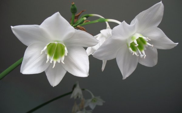Эухарис grandiflora