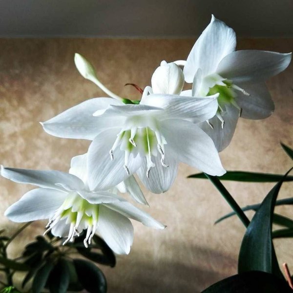 Эухарис Амазонская Лилия