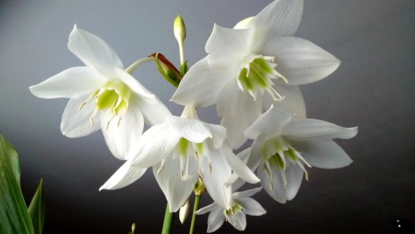 Лилия эухарис Родина