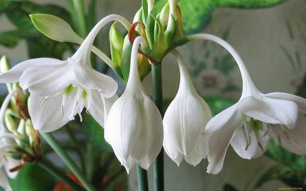 Эухарис Сандера (Eucharis sanderi)