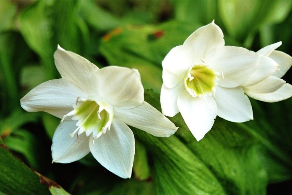 Эухарис Амазонская Лилия