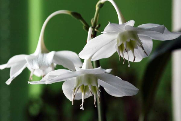Эухарис Амазонская Лилия