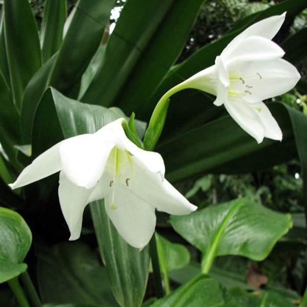 Эухарис беззубчатый (Eucharis subdentata)