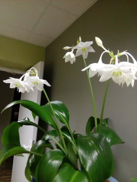 Эухарис grandiflora