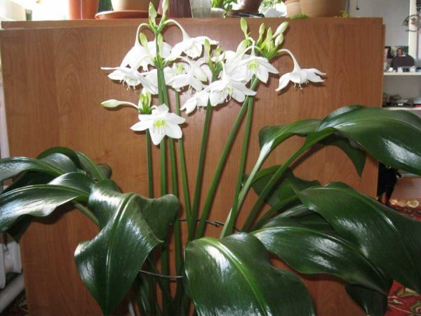 Эухарис амазонский