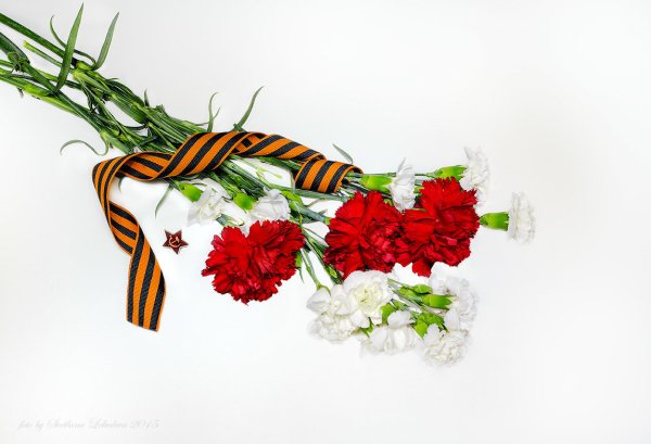 Гвоздики 9 мая