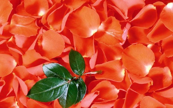 Коралловые цветы