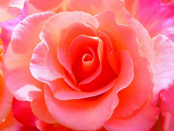 Роза цветок:розово-кораллового цвета