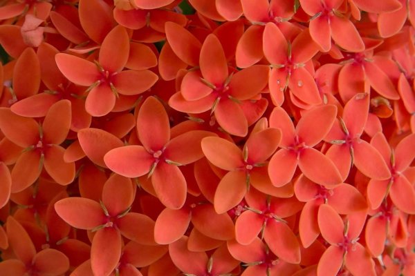 Коралловый цвет