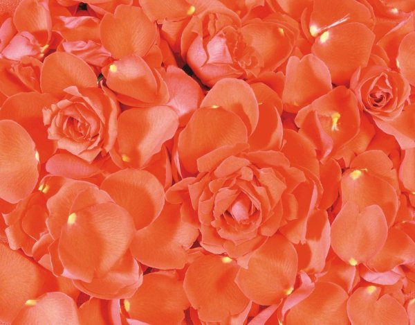 Роза коралл Экспрешн