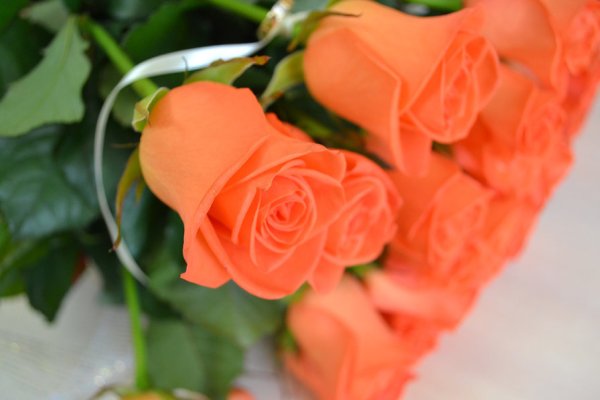 Коралловые розы