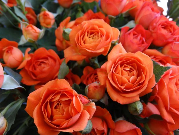 Роза Бастион коралловая