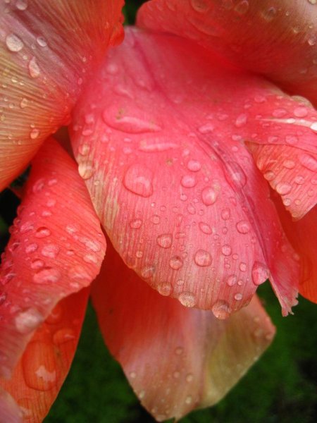 Цветные кореллы