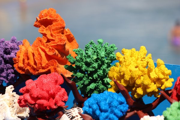 Роза Эквадор Корал риф