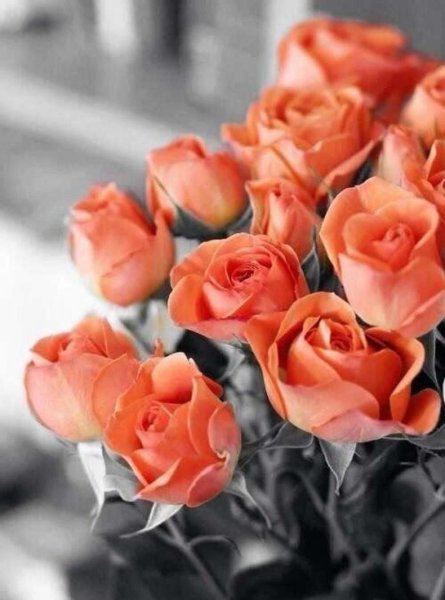 Цветок с коралловыми цветами