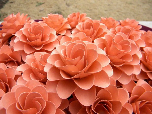 Розы кораллового цвета