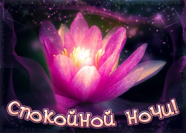 Мерцающие цветы спокойной ночи.