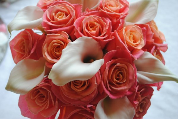 Красивый коралловый цветок