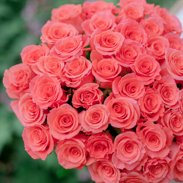 Шикарные коралловые розы