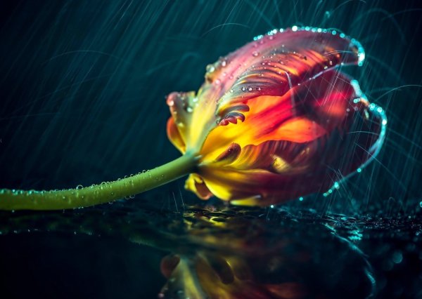 Спокойной ночи цветы