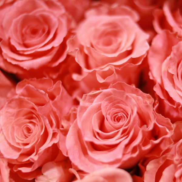 Коралловые лепестки