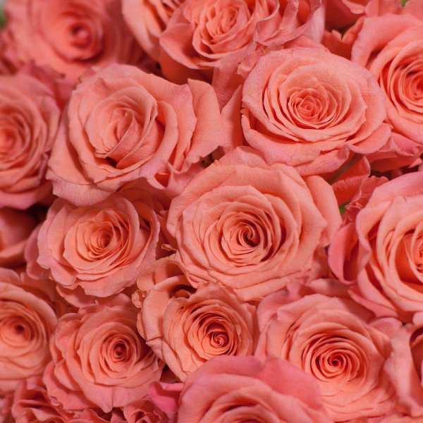 Роза коралловая срезка