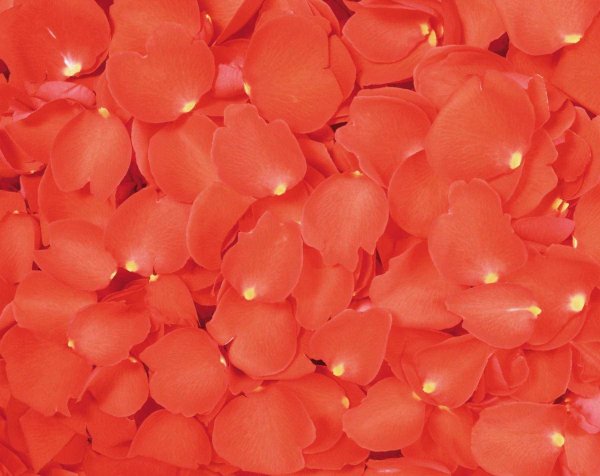 Розовый коралл