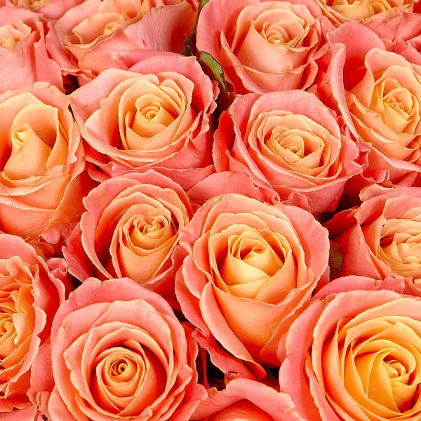 Годеция коралловая