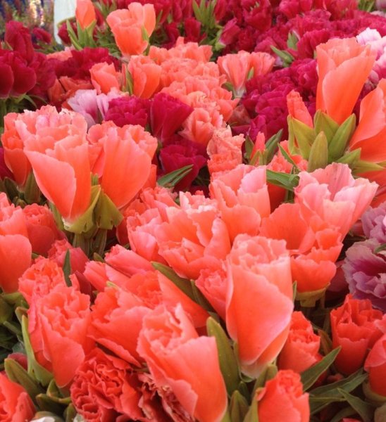 Лютик ранункулюс