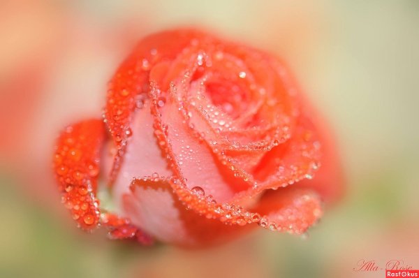 Букет роз кораллового цвета